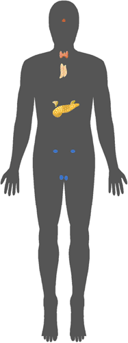 The Endocrine System